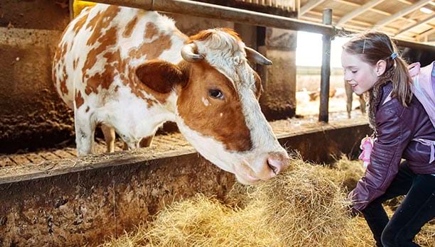 Jeune fillette nourrissant une vache en classe de découverte 