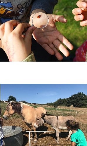 Des enfants admirent un insecte en haut et des ânes en bas