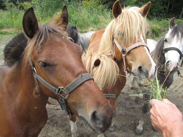 Enfants nourrissant des chevaux en colonie de vacances