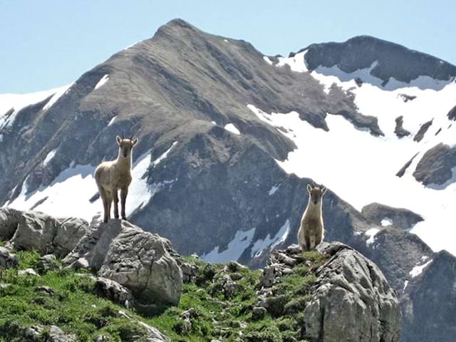 Vue sur les montages des Saisies et la faune de montagne en colonie de vacances d'été