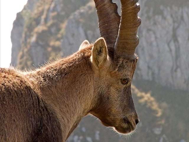 Portrait d'un bouc en colonie de vacances à la montagne