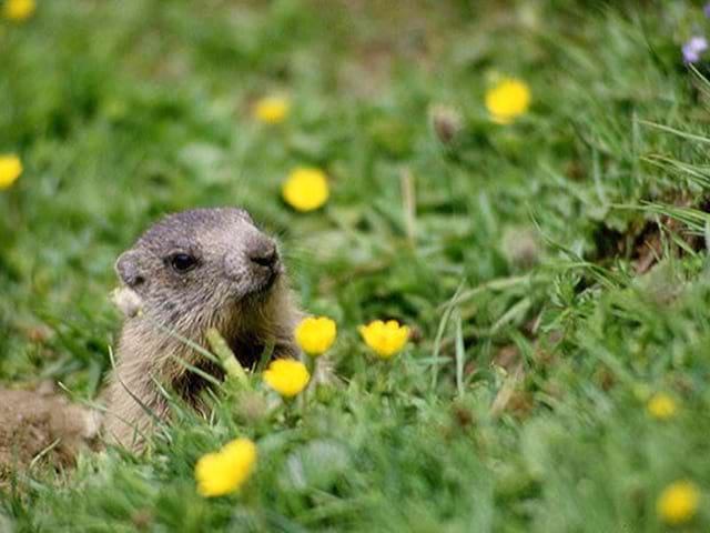 Marmotte aperçue à la montagne en été durant els colonies de vacances djuringa juniros