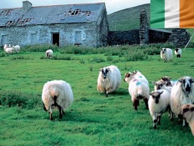 moutons à la campagne en irlande apercus cet été en colonie de vacances en Irlande pour ados