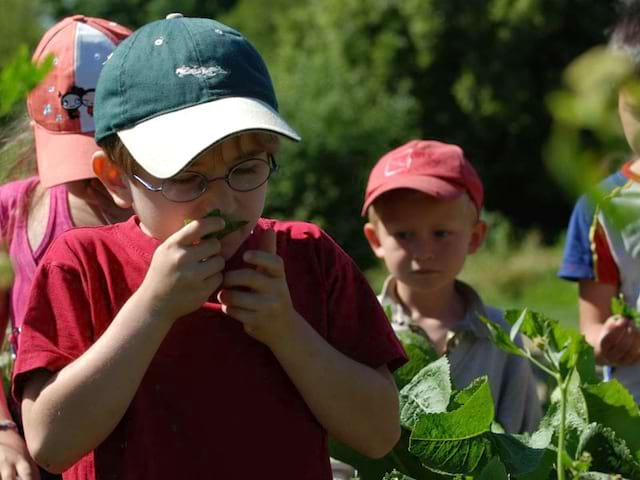 Enfants découvrant les plantes du jardin en colonie de vacances d'été