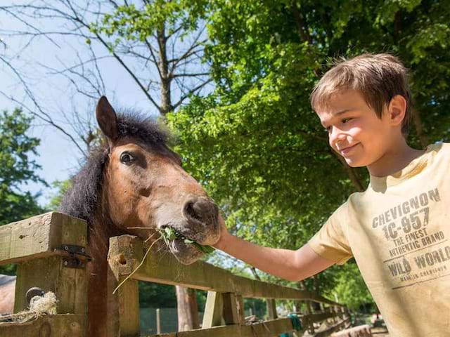 Jeune garçon caressant son cheval en colonie de vacances été