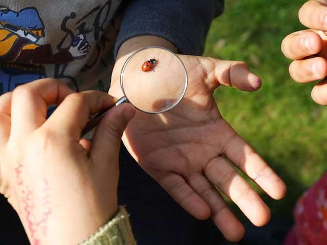 Enfants observant une coccinelle à la loupe en colonie de vacances