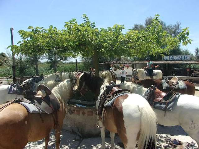 Chevaux en colonie de vacances d'été à l'océan