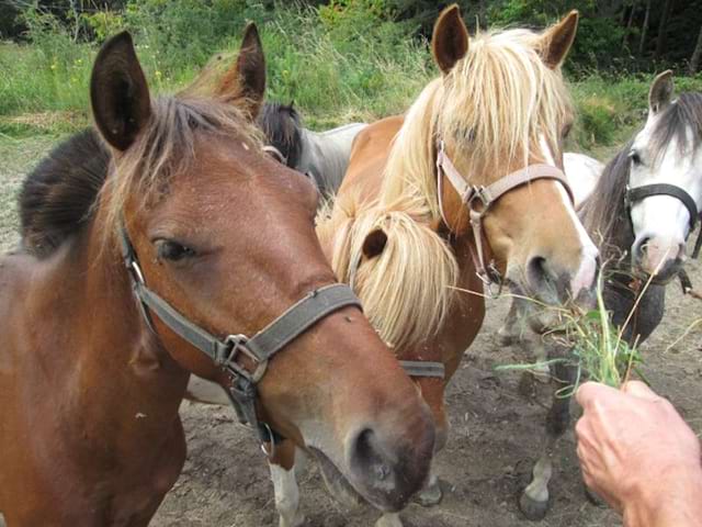 Enfant nourrissant les chevaux en colonie de vacances d'été