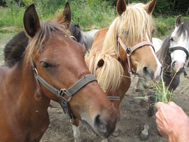 ado nourrissant les chevaux en colo cet été