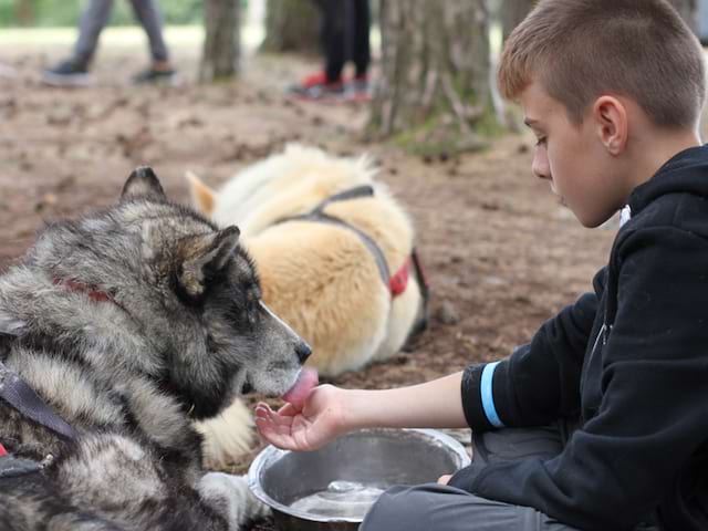 Enfant donnant à boire aux chiens de canirando en colonie de vacances été