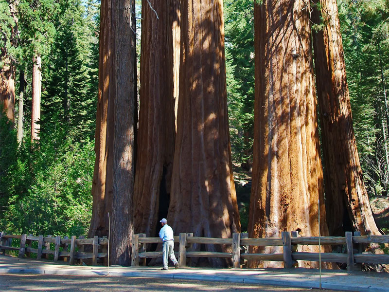 Sequoia Park colonie de vacances pour ados en Californie été