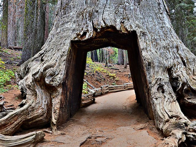 Adolescents visitant le sequoia park en colonie de vacances d'été 