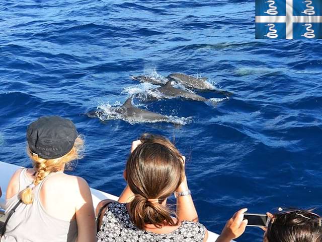 Adolescents observant les dauphins en colonie de vacances en martinique cet été