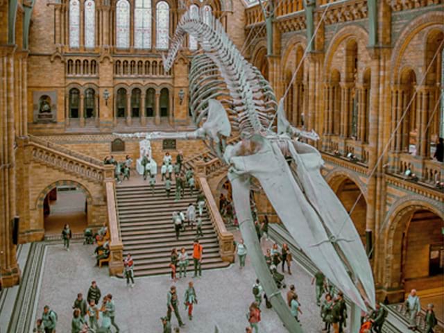 Le squelette du dinosaure exposé au musée d'histoire naturelle de Londres en Angleterre