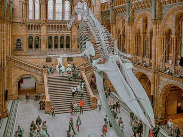 Le squelette du dinosaure exposé au musée d'histoire naturelle de Londres en Angleterre