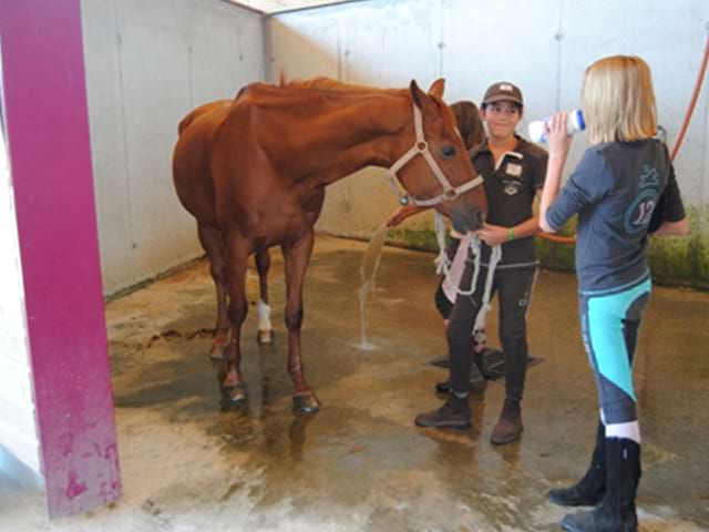 Adolescentes apprenant à s'occuper des chevaux en stage sportif