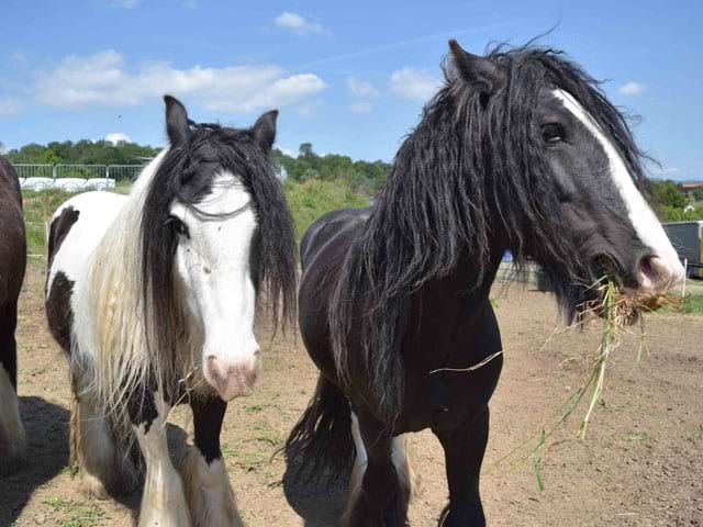 Deux chevaux de la colonie équitation