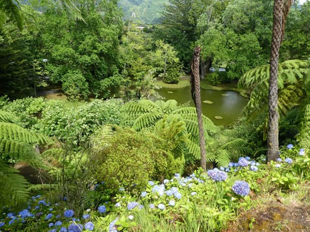 jungle luxuriante des açores cet été en colonie de vacances 