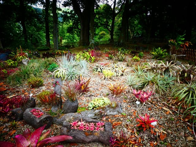 flore des açores en colonie de vacances