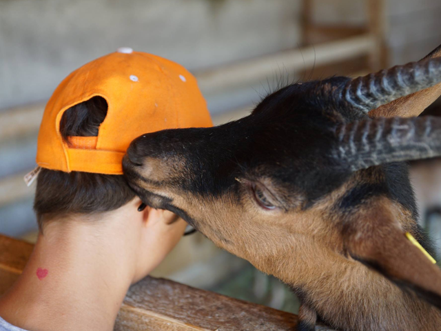 Chèvre faisant un bisou à un enfant en colonie de vacances d'été à la montagne à la ferme