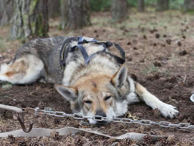 Chien de canirando en colonie de vacances