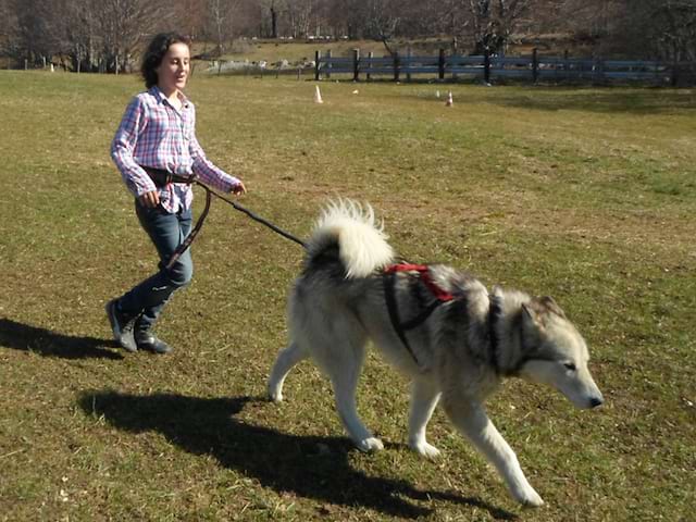 Fillette avec son chien en canirando en colo