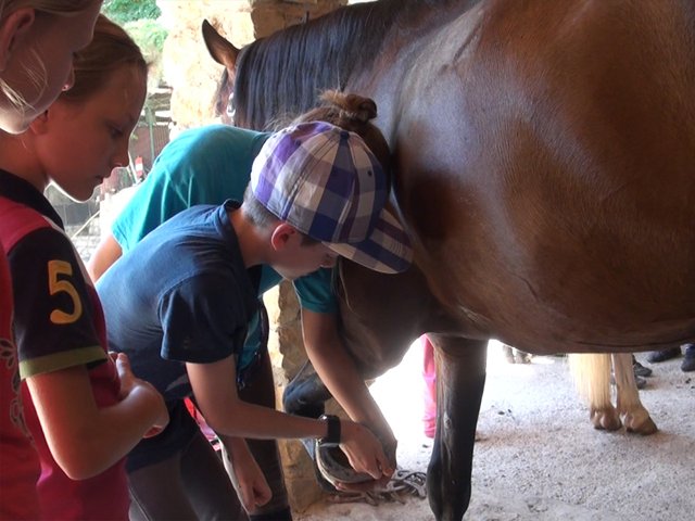Enfants apprenant à s'occuper des fers des chevaux en colonie de vacances équitation