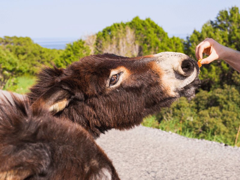 Ado nourrissant un âne en colonie de vacances itinérante pour ados