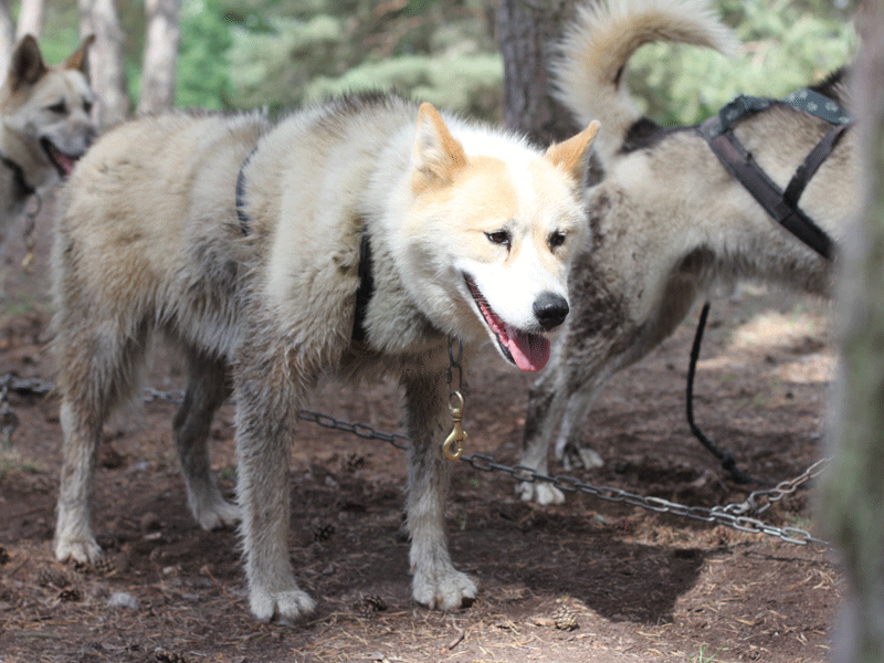 Chiens de canirandonnée en colonie de vacances d'été pour jeunes enfants