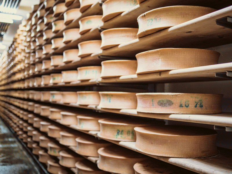 visite d'une ferme à fromages en colonie de vacances à la montagne