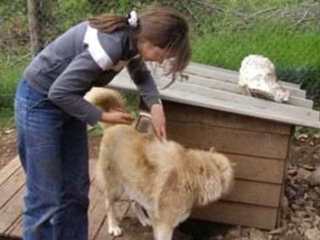 jeune fille en colo avec un chien en canirando cet été