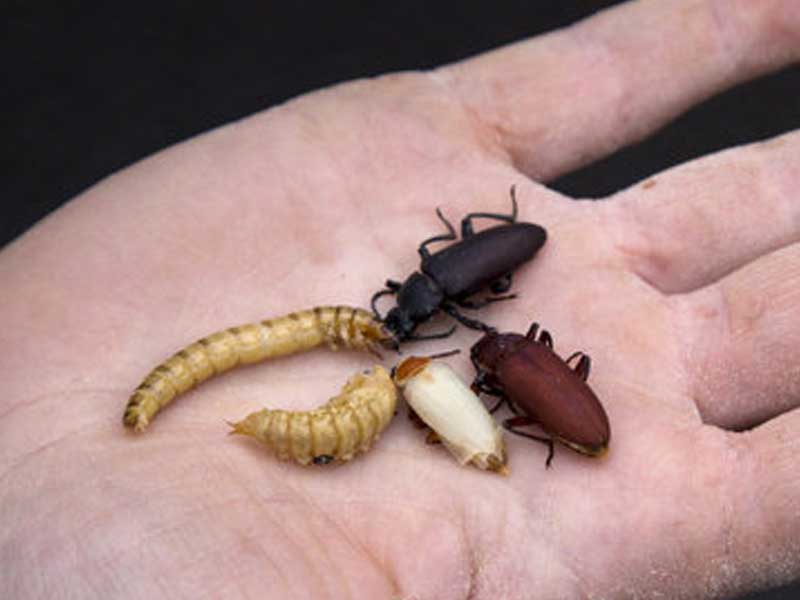 Des insectes dans la main