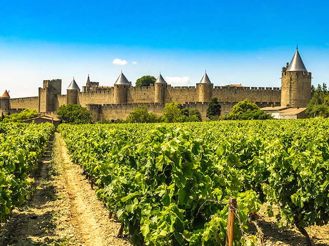 Vue sur les vignes et les remparts de Carcassonne en été