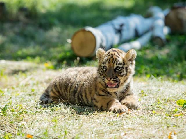 Jeune tigre dans un zoo en colonie de vacances d'été 