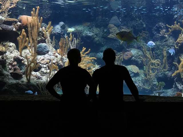 Des adolescents en train de regarder des poissons dans un Aquarium de Bretagne