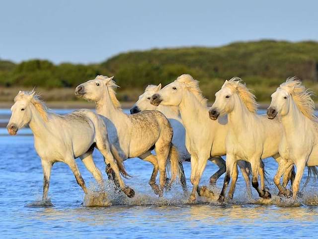 Chevaux qui galopent dans une région française, observés en colonie de vacances