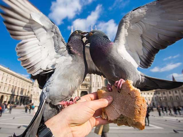 Deux pigeons sur la place de Vérone en Italie cet été