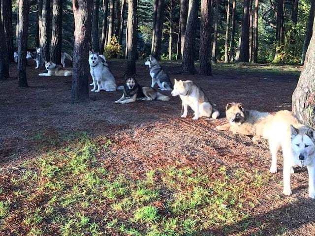 Activité cani rando en colonie de vacances durant la Toussaint