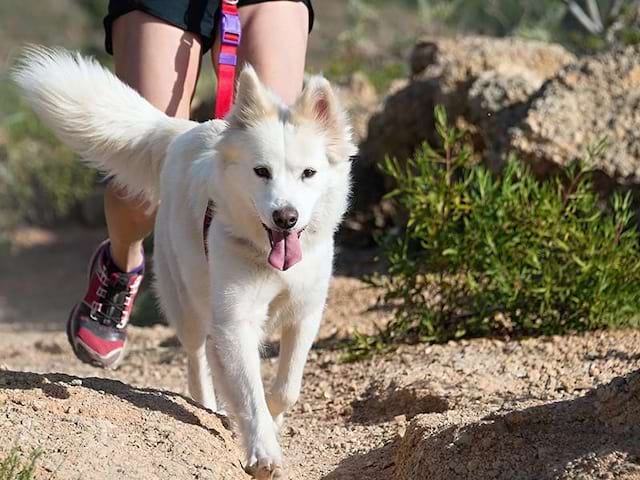 cani rando activité de colo été ados 