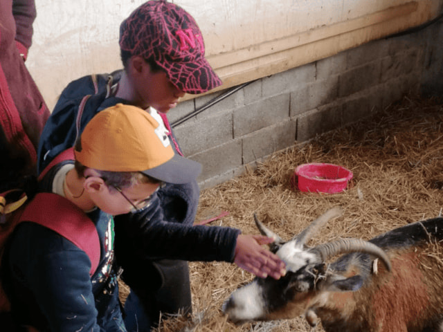 Enfants en visite d'une ferme pédagogique durant les vacances d'été à Retournac