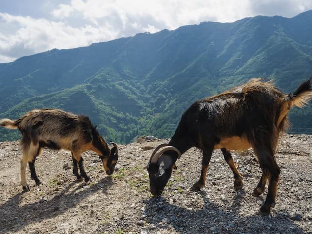 Chèvres observées en rando durant la colo de vacances Beauté Corse cet été
