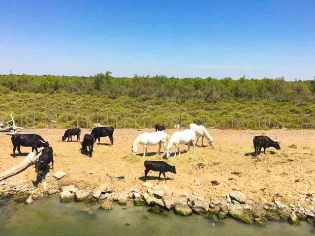 Vaches et chevaux en colo de vacances cet été à St Martin de Crau 