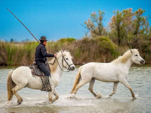 Gardian et ses taureaux en colo de vacances cet été à St Martin de Crau 