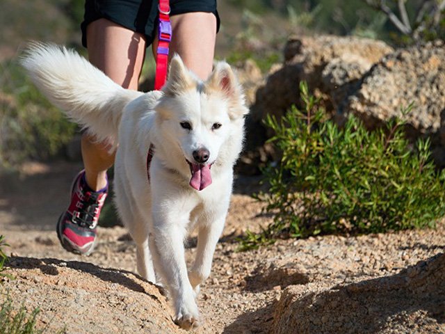 activité cani rando en colo de vacances cet été