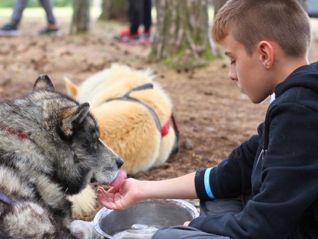 Activité cani rando en colo cet été