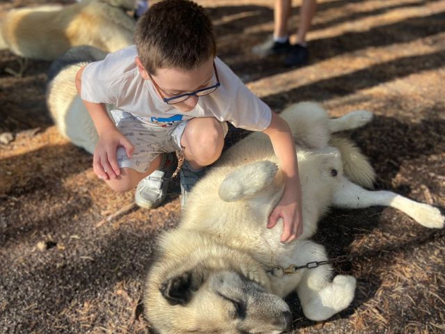 Activité cani rando en colo de vacances Petits chefs à Retournac cet été
