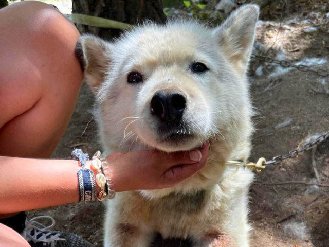 Activité cani rando en colo de vacances bien etre cet été