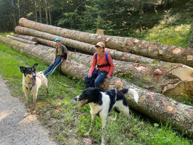 Activité cani rando en colo de vacances pour ados cet été
