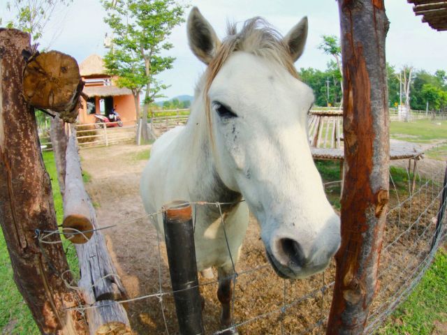 Colonie de vacances equitation en France cet été pour pré ados