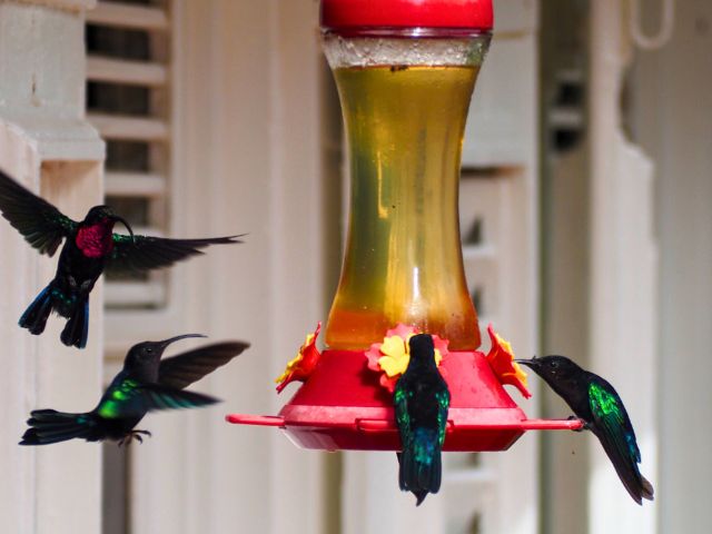 Oiseaux en colo de vacances cet été en Martinique